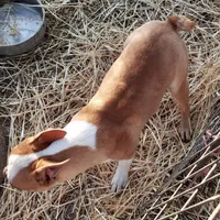 Dan, a male Boston Terrier for sale in Ordway, CO – Photo 4 of 9