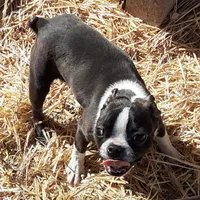 Heide, a female Boston Terrier for sale in Ordway, CO – Photo 5 of 10