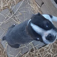 Heide, a female Boston Terrier for sale in Ordway, CO – Photo 3 of 10