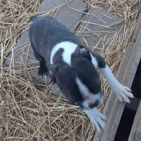 Heide, a female Boston Terrier for sale in Ordway, CO – Photo 4 of 10