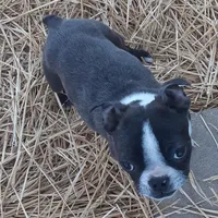 Heide, a female Boston Terrier for sale in Ordway, CO – Photo 1 of 10