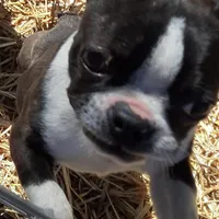 Heide, a female Boston Terrier for sale in Ordway, CO – Photo 6 of 10