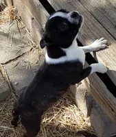 Heide, a female Boston Terrier for sale in Ordway, CO – Photo 8 of 10