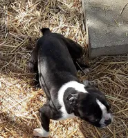 Heide, a female Boston Terrier for sale in Ordway, CO – Photo 9 of 10