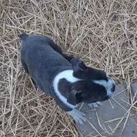 Heide, a female Boston Terrier for sale in Ordway, CO – Photo 2 of 10