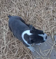 processed/478f6bcd-ba51-4d1a-b6e0-ecd0d0a06a89/listing/336308ab-68ef-495c-9d9f-0c815e67c5d2/ed2b76ce-8600-4477-b366-705fe8817001