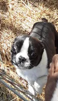 Heide, a female Boston Terrier for sale in Ordway, CO – Photo 10 of 10