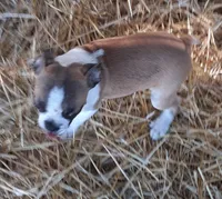 Lucky, a male Boston Terrier for sale in Ordway, CO – 2 of 4