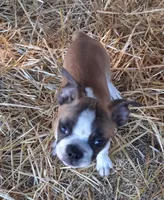 Lucky, a male Boston Terrier for sale in Ordway, CO – 3 of 4