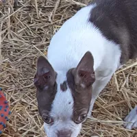 Dee Little Z, a female Boston Terrier for sale in Ordway, CO – Photo 4 of 10