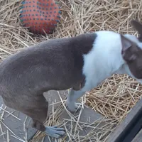 Dee Little Z, a female Boston Terrier for sale in Ordway, CO – Photo 9 of 10
