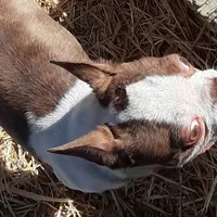 Dee Little Z, a female Boston Terrier for sale in Ordway, CO – Photo 10 of 10