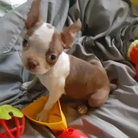 Dee Little Z, a female Boston Terrier for sale in Ordway, CO – Photo 1 of 10