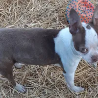 Dee Little Z, a female Boston Terrier for sale in Ordway, CO – Photo 5 of 10