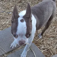 Dee Little Z, a female Boston Terrier for sale in Ordway, CO – Photo 8 of 10
