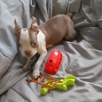 Dee Little Z, a female Boston Terrier for sale in Ordway, CO – Photo 2 of 10