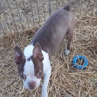 Dee Little Z, a female Boston Terrier for sale in Ordway, CO – Photo 6 of 10