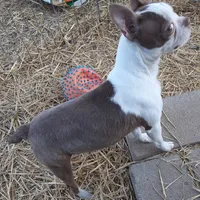 Dee Little Z, a female Boston Terrier for sale in Ordway, CO – Photo 7 of 10
