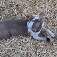 Dee Little Z, a female Boston Terrier for sale in Ordway, CO – Photo 3 of 10