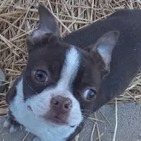 Patty, a female Boston Terrier for sale in Ordway, CO – Photo 1 of 8