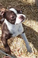 Patty, a female Boston Terrier for sale in Ordway, CO – Photo 7 of 8
