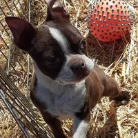 Patty, a female Boston Terrier for sale in Ordway, CO – Photo 6 of 8