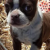 Patty, a female Boston Terrier for sale in Ordway, CO – Photo 5 of 8