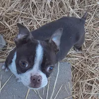 Patty, a female Boston Terrier for sale in Ordway, CO – Photo 3 of 8