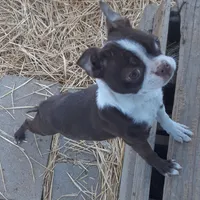 Patty, a female Boston Terrier for sale in Ordway, CO – Photo 4 of 8