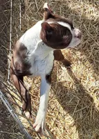 Patty, a female Boston Terrier for sale in Ordway, CO – Photo 8 of 8