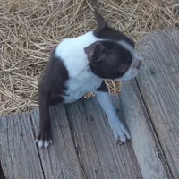 Patty, a female Boston Terrier for sale in Ordway, CO – Photo 2 of 8