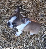 Lucky, a male Boston Terrier for sale in Ordway, CO – 4 of 4