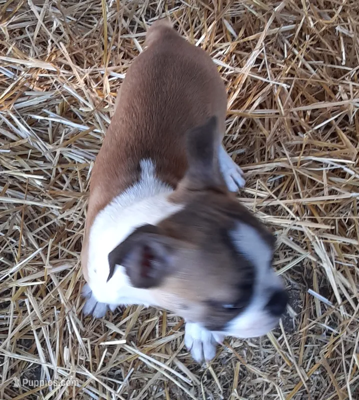 Lucky – Boston Terrier puppy for sale in Ordway, CO