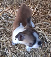 Lucky, a male Boston Terrier for sale in Ordway, CO – 1 of 4
