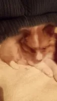 Tinker, a male Shetland Sheepdog for sale in Knox, IN – 2 of 8
