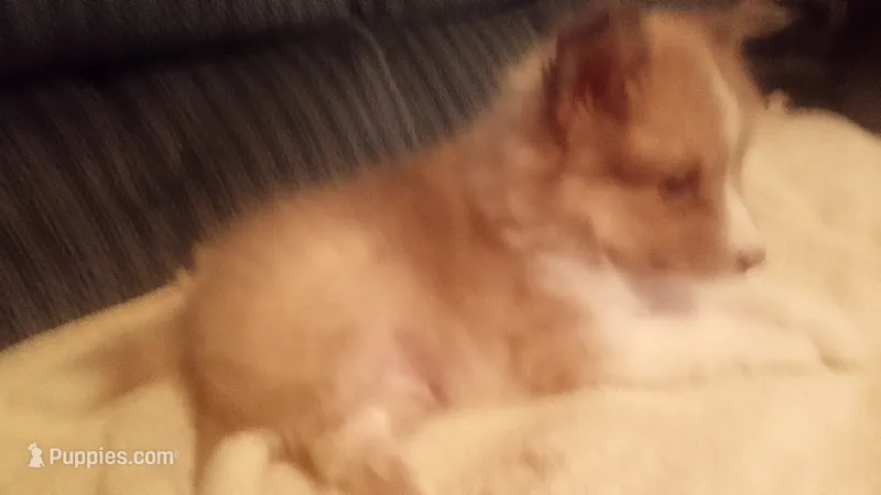 Tinker – Shetland Sheepdog puppy for sale in Knox, IN