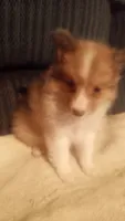 Tinker, a male Shetland Sheepdog for sale in Knox, IN – 5 of 8