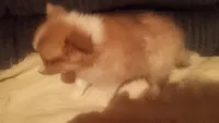 Tinker, a male Shetland Sheepdog for sale in Knox, IN – 8 of 8
