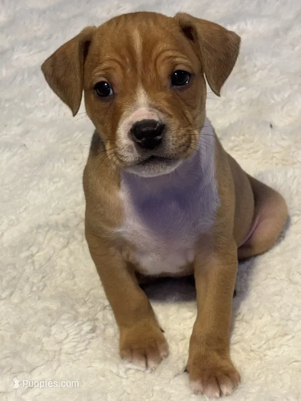 Ryder – Jack Russell Terrier, Staffordshire Bull Terrier puppy for sale in Choctaw, OK