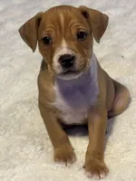 Ryder, a male Jack Russell Terrier and Staffordshire Bull Terrier for sale in Choctaw, OK – 1 of 10