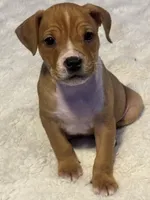 Ryder, a male Jack Russell Terrier and Staffordshire Bull Terrier for sale in Choctaw, OK – 5 of 10