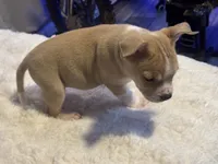 Latte, a female Jack Russell Terrier and Staffordshire Bull Terrier for sale in Choctaw, OK – 2 of 10