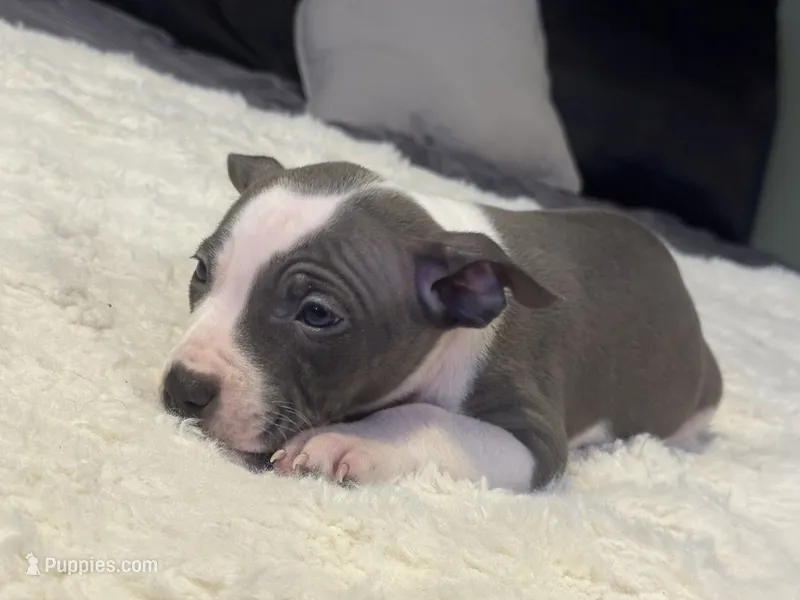 Piglet – Jack Russell Terrier, Staffordshire Bull Terrier puppy for sale in Choctaw, OK