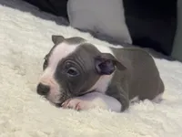 Piglet, a female Jack Russell Terrier and Staffordshire Bull Terrier for sale in Choctaw, OK – 1 of 10