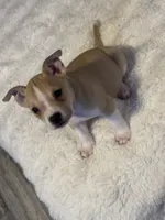 Latte, a female Jack Russell Terrier and Staffordshire Bull Terrier for sale in Choctaw, OK – 4 of 10