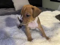 Ryder, a male Jack Russell Terrier and Staffordshire Bull Terrier for sale in Choctaw, OK – 3 of 10