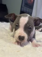 Piglet, a female Jack Russell Terrier and Staffordshire Bull Terrier for sale in Choctaw, OK – 4 of 10