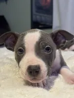 Piglet, a female Jack Russell Terrier and Staffordshire Bull Terrier for sale in Choctaw, OK – 2 of 10