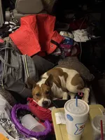 Ryder, a male Jack Russell Terrier and Staffordshire Bull Terrier for sale in Choctaw, OK – 9 of 10