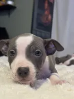 Piglet, a female Jack Russell Terrier and Staffordshire Bull Terrier for sale in Choctaw, OK – 3 of 10